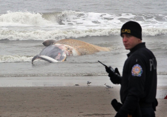 Beached Whale