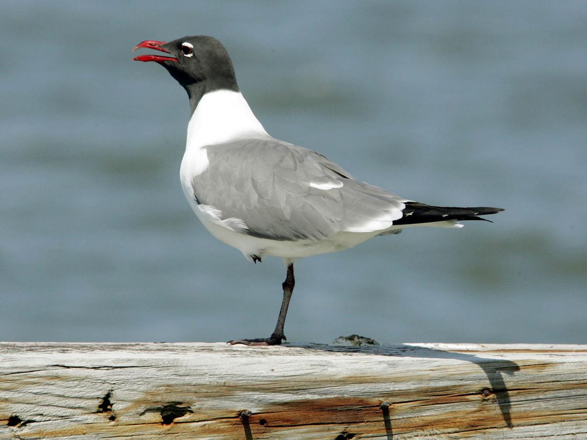 Birds of Southern New Jersey Photo Galleries