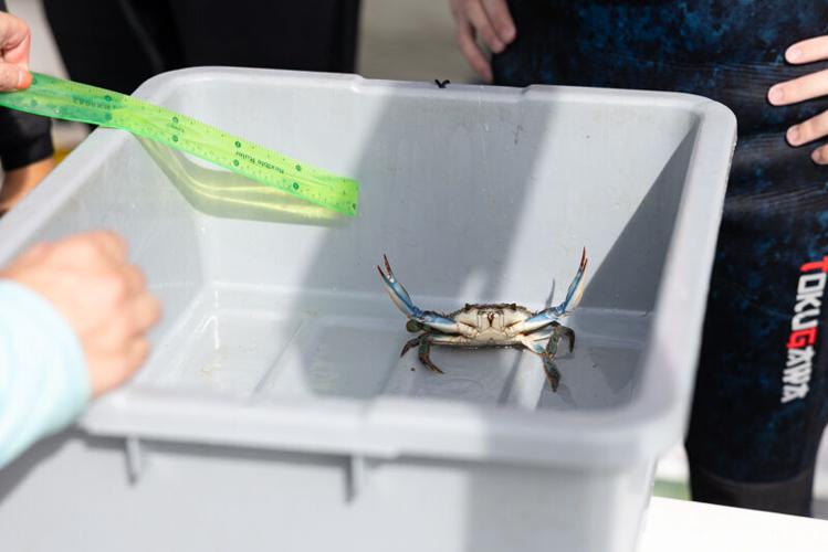 Picture Stockton…working with oyster farmers for conservation
