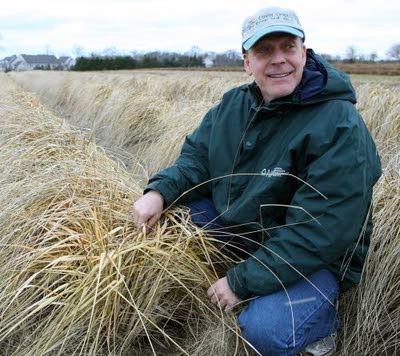 Cape May County Supplies The Grass That Keeps The East Coast S Sand Dunes Standing During Storms Latest Headlines Pressofatlanticcity Com