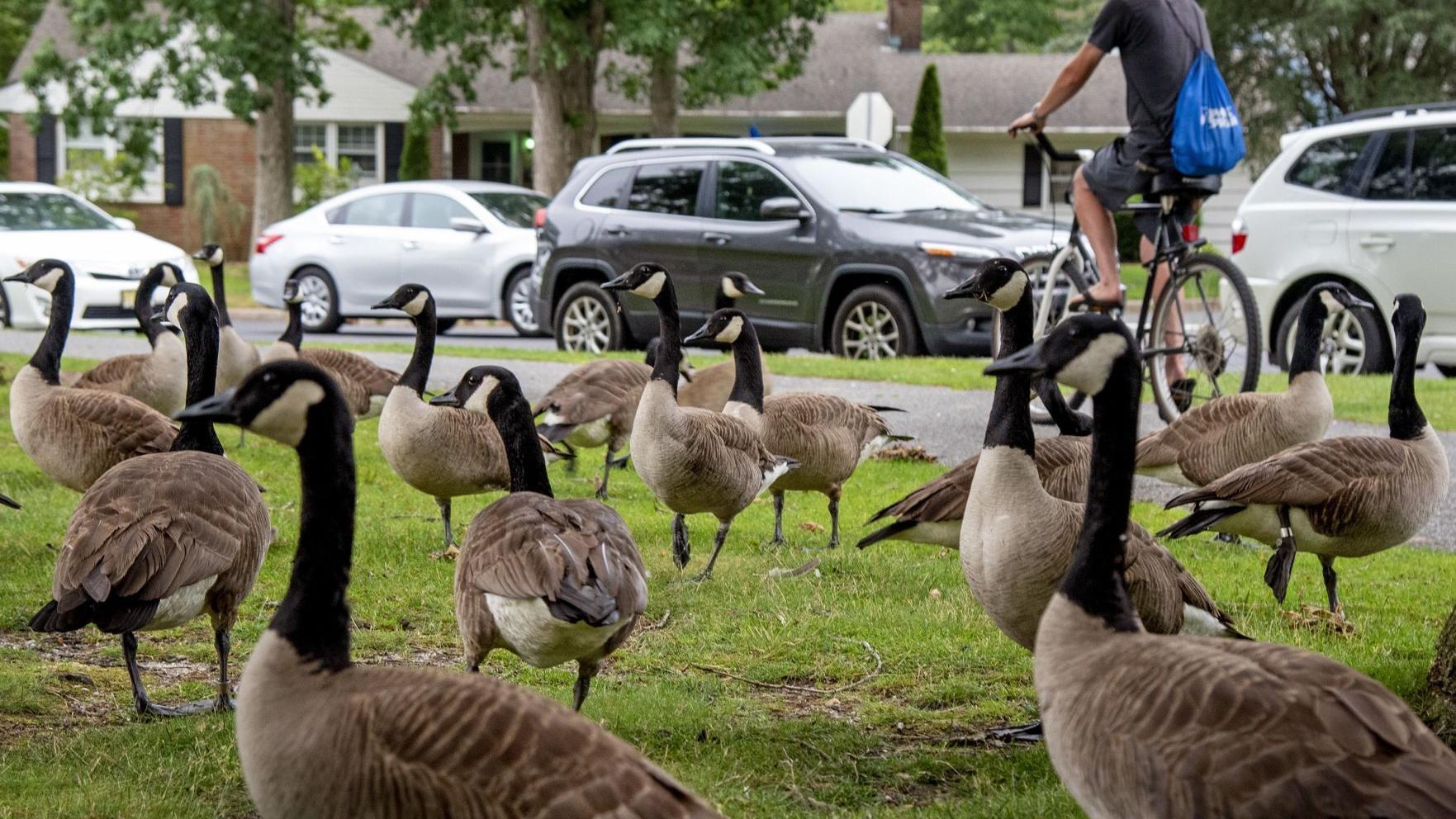 Absecon man weary of dealing with Canada geese