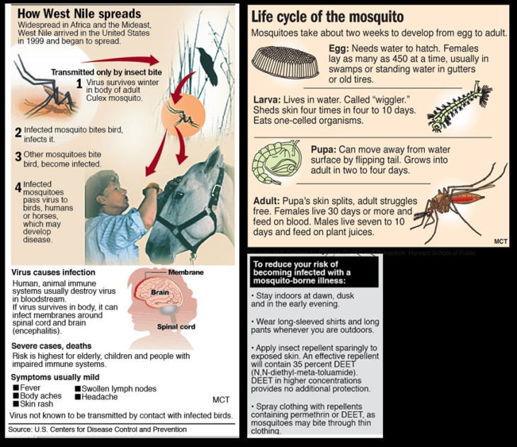 Climate conditions allow mosquitoes to thrive in South Jersey | Latest ...