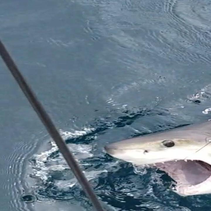 11 79 Pound Flounder Caught In Atlantic City Back Bays Fishing Boating Pressofatlanticcity Com