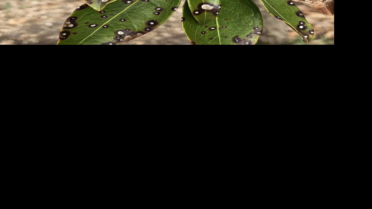 Fungus often source of leaf spots on mountain laurel  Brigantine