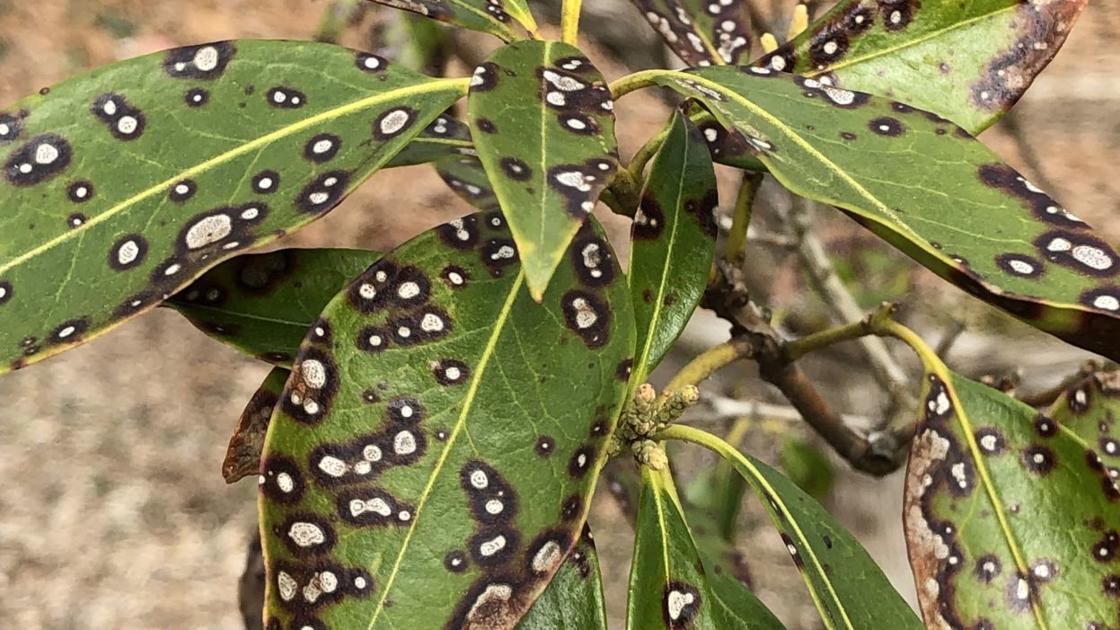 Fungus often source of leaf spots on mountain laurel  Brigantine