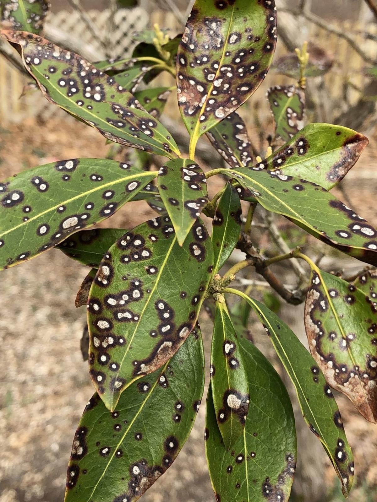 Fungus often source of leaf spots on mountain laurel  Brigantine