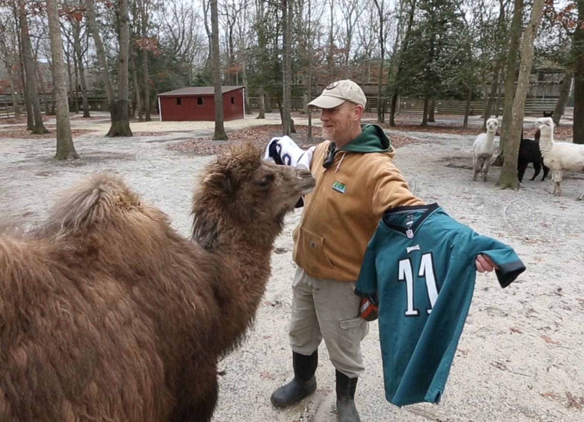 WATCH: Who did the Cape May Zoo camel pick for the Super ...