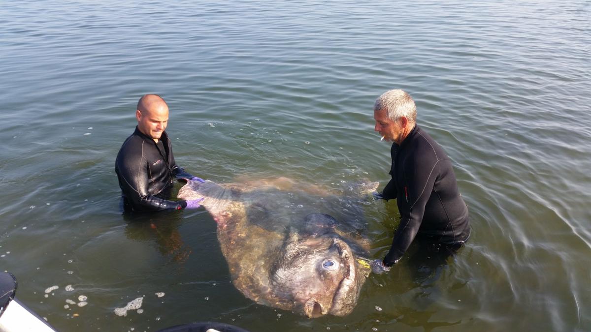 Weird, flat fish appears in South Jersey waters Latest