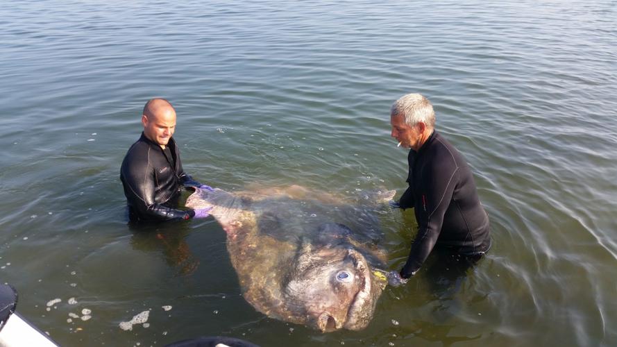 Giant Mola Keep Surprising Beachgoers - The Atlantic