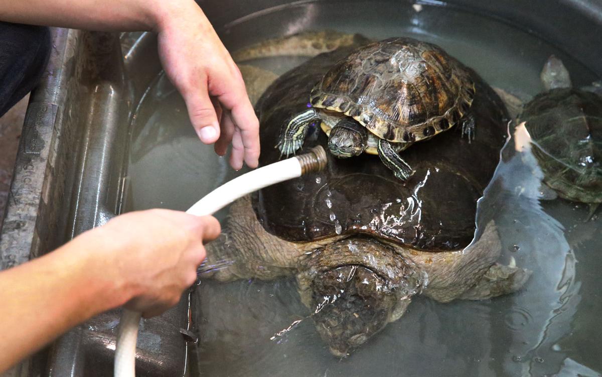 NJ Nature Animal Rescue