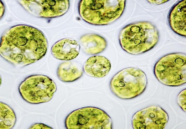 Woodbine students learn about algae growth at laboratory