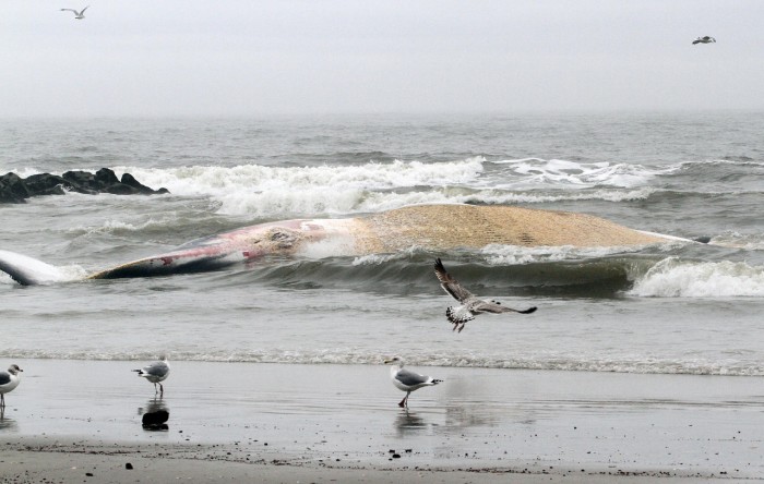 Beached Whale