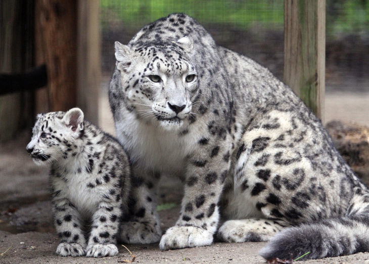 Zoo welcomes two snow leopards in hopes they'll have cubs together, National News