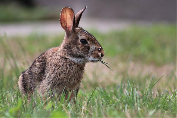 The latest menaces at the Jersey Shore? Rabbits, mangy foxes, and hungry  seagulls