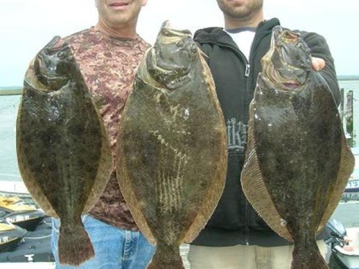 Shep On Fishing Summer Flounder Season Opens With A Lot Of Excitement Atlantic City Sports News Pressofatlanticcity Com Flounder Pounder Tournament 2022