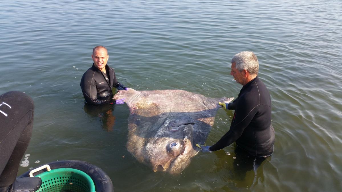 Weird, flat fish appears in South Jersey waters Latest
