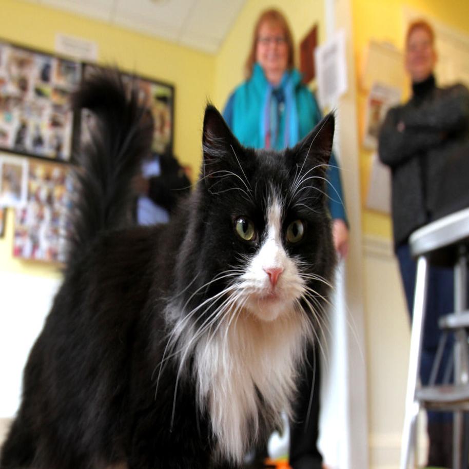 Decoding Your Cat Translating Tail Twitches Pointed Ears