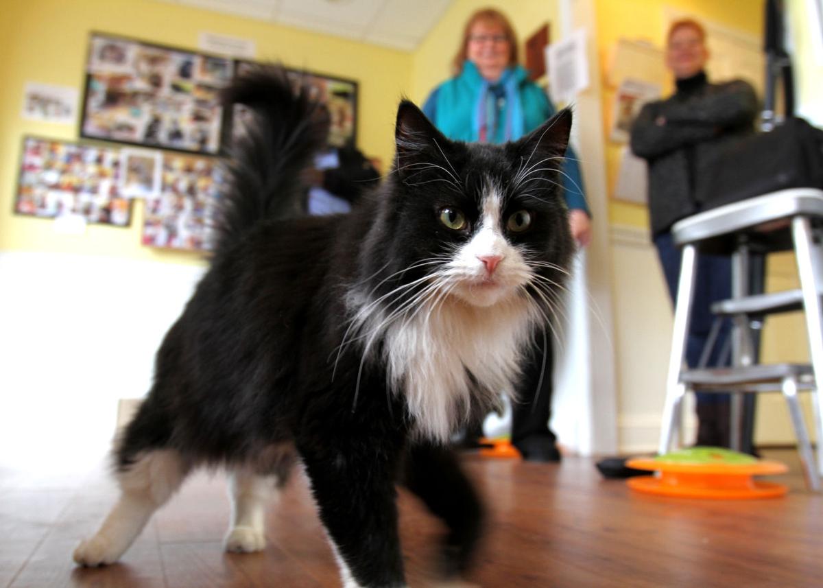 Decoding Your Cat Translating Tail Twitches Pointed Ears