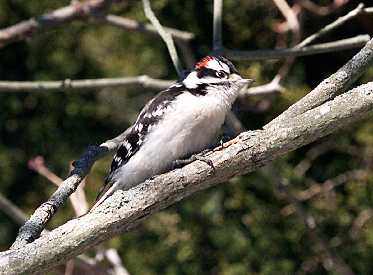 Birds of Southern New Jersey Photo Galleries