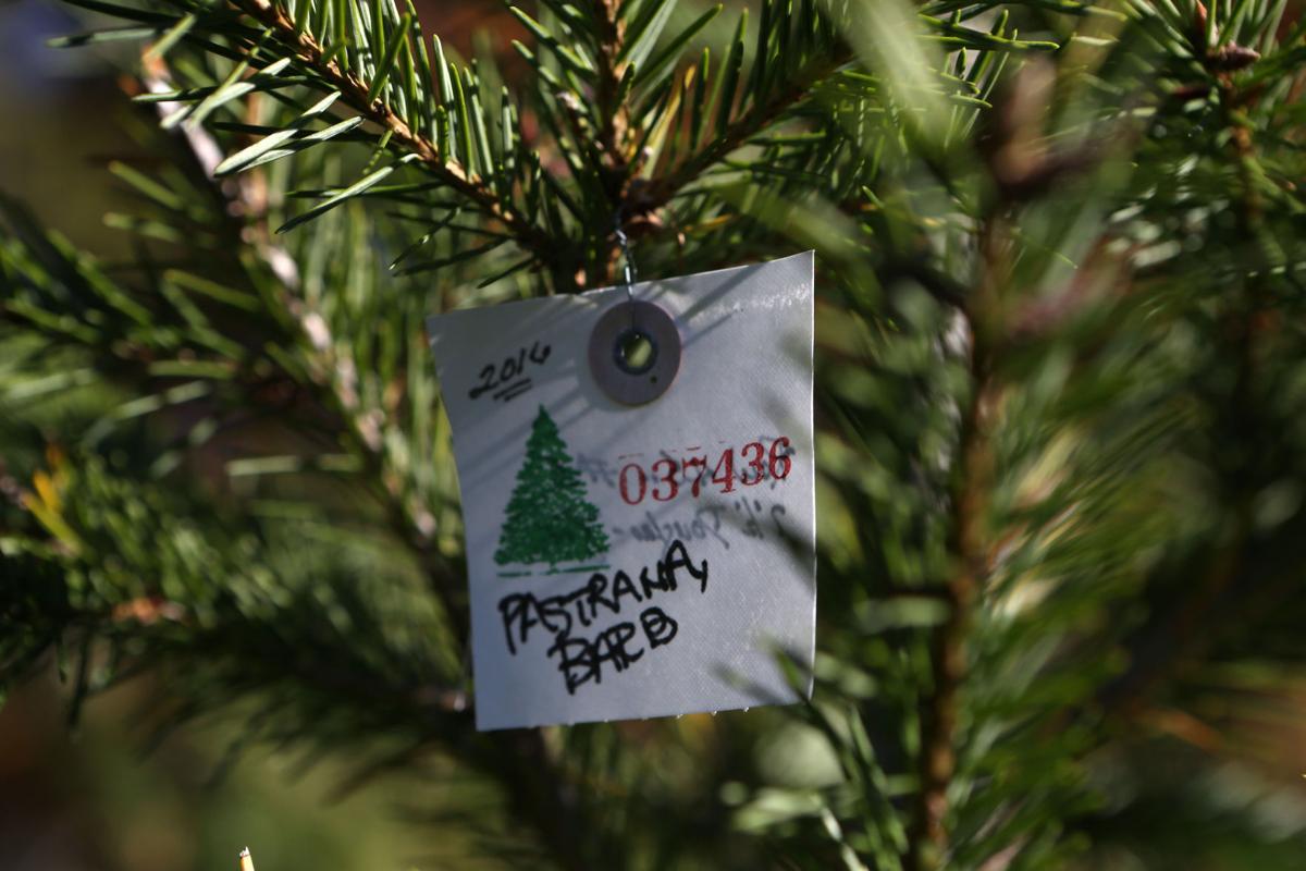 South Jersey Christmas Tree Farms Prepare For Holiday Rush Latest Headlines Pressofatlanticcity Com