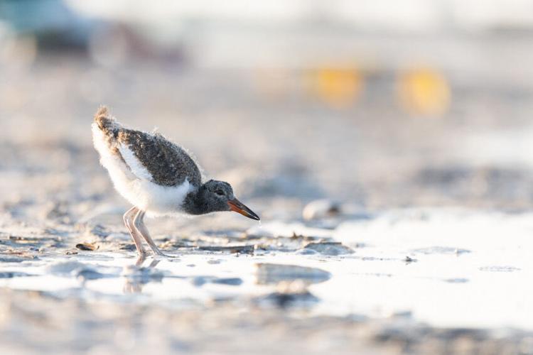 Stockton Interns Help The Wetlands Institute Study Marsh-Nesting Shorebirds