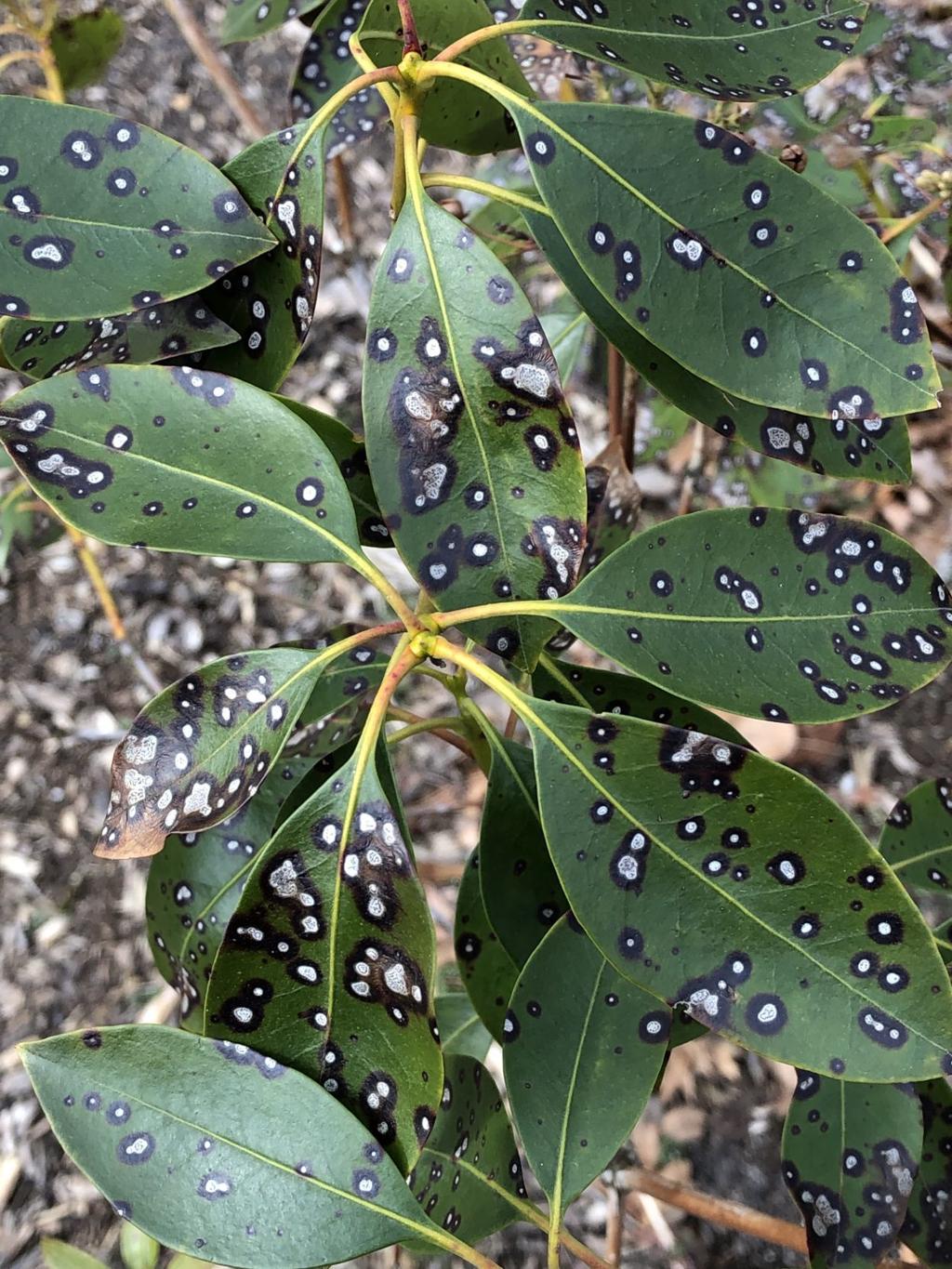 Fungus Often Source Of Leaf Spots On Mountain Laurel Brigantine Pressofatlanticcity Com