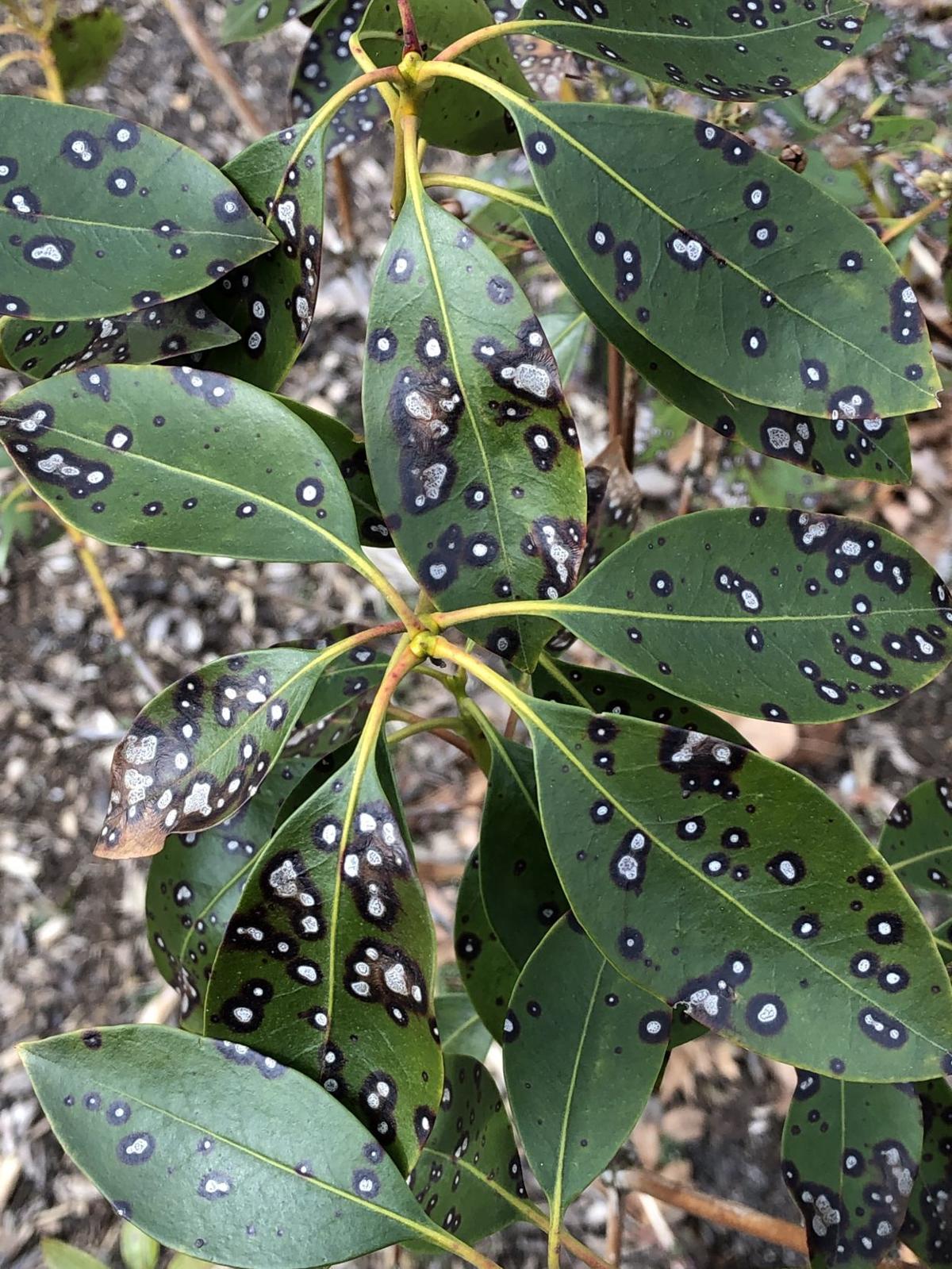 Fungus often source of leaf spots on mountain laurel  Brigantine