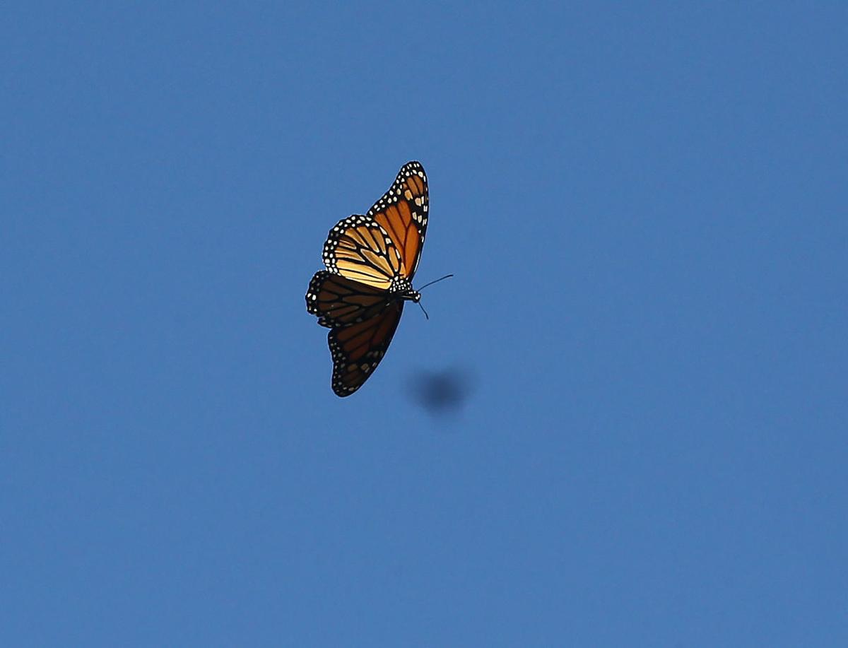 Monarch Butterfly