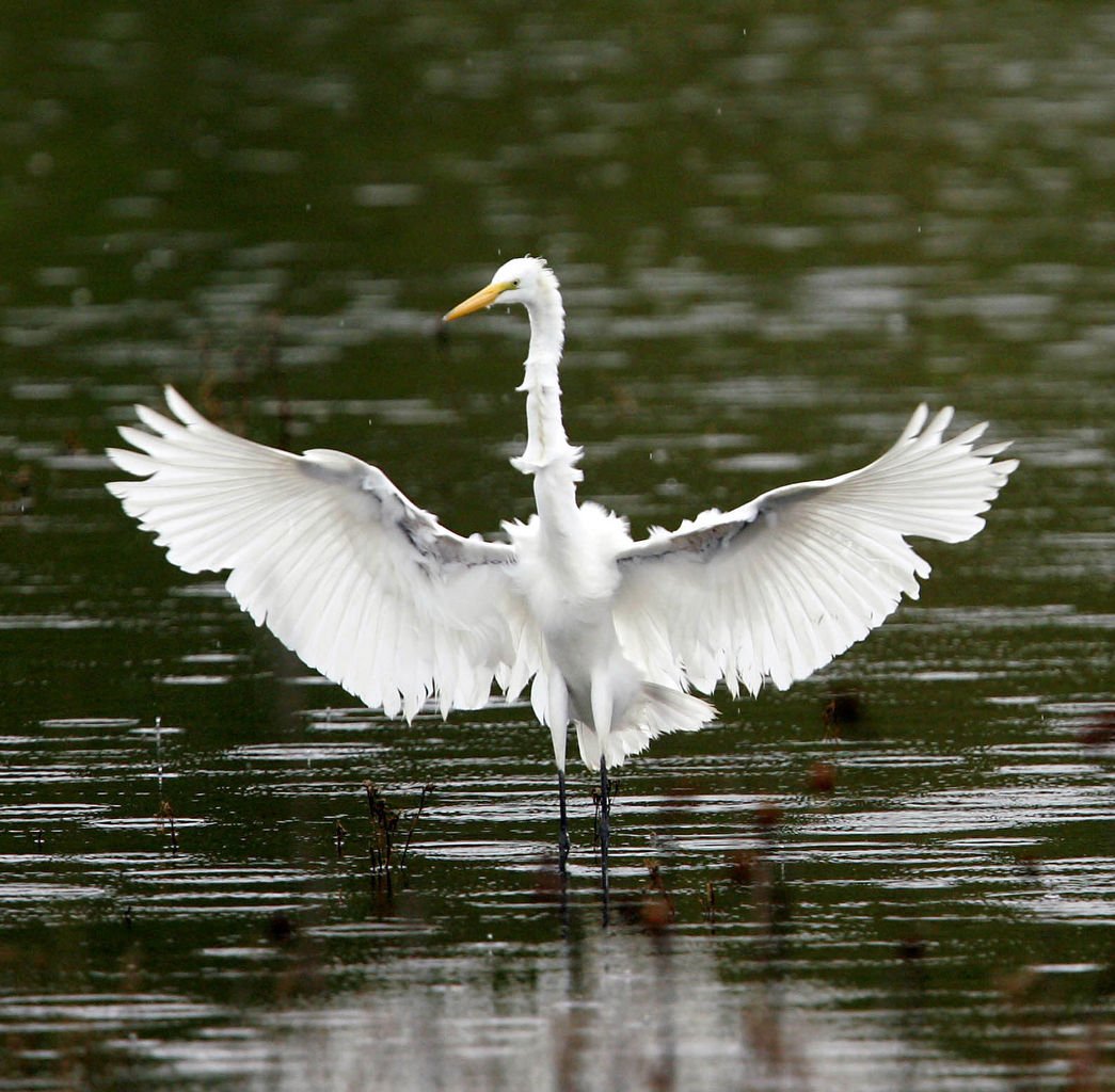 new jersey birds that sing at night