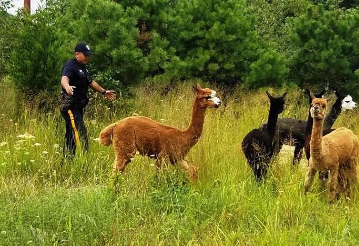 Alpacas