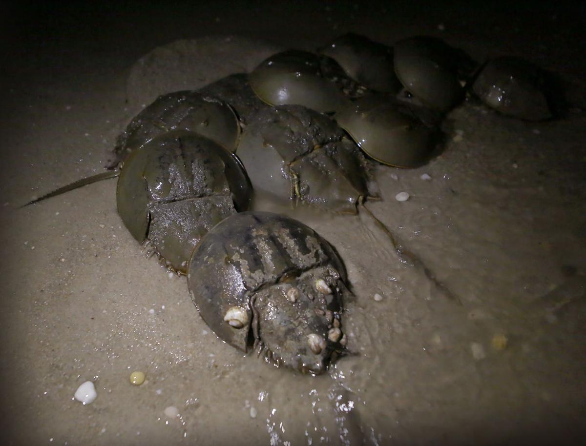 Horseshoe Crabs