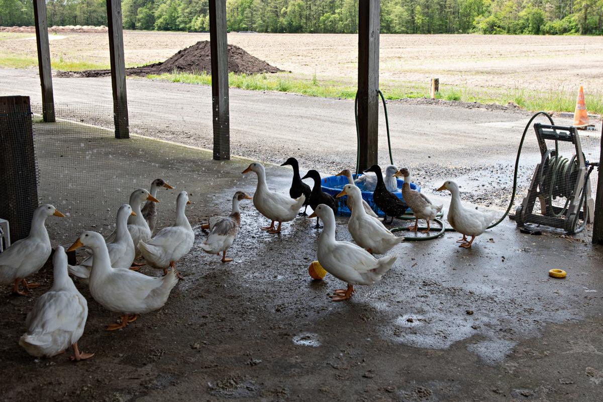 WATCH NOW Produce starts growing again at Reed's Farm in Egg Harbor