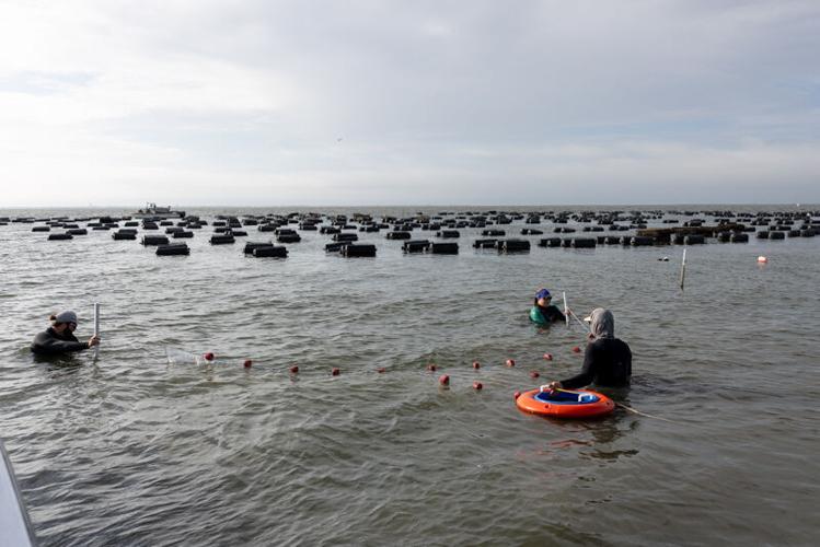 Picture Stockton…working with oyster farmers for conservation