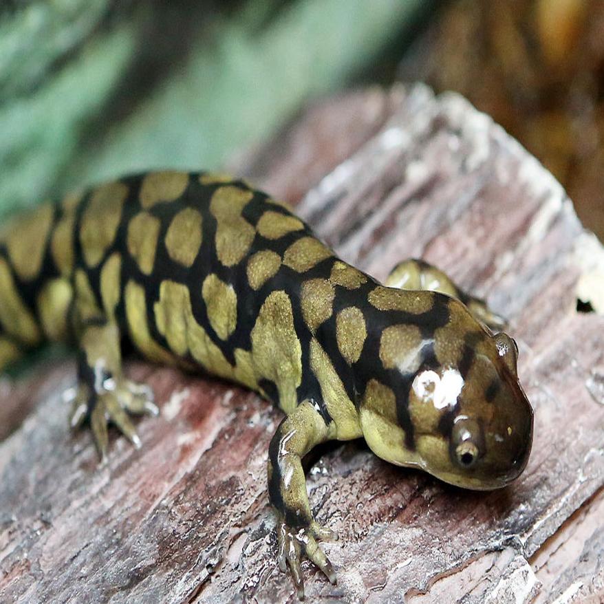 Cape Wildlife Team Goes Tiger Salamander Hunting Local News Pressofatlanticcity Com