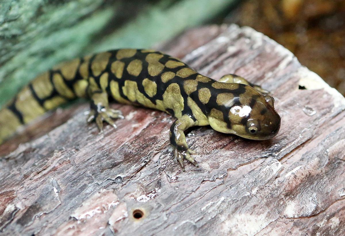 Cape wildlife team goes tiger (salamander) hunting | Lower Capemay