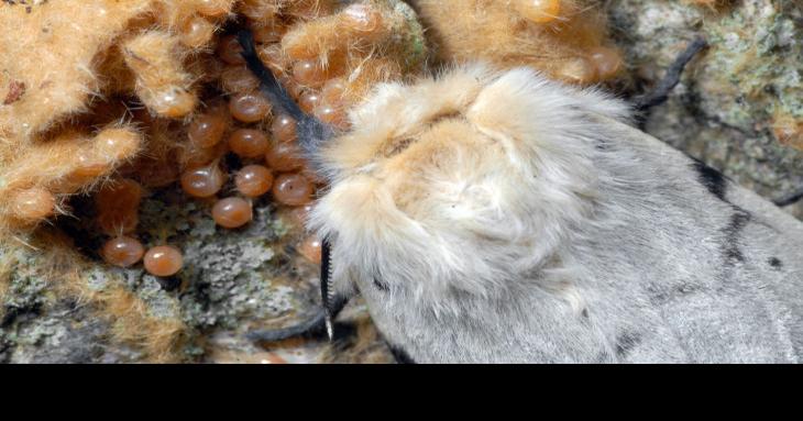 Residents alerted to gypsy-moth spraying in Rockaway Twp.