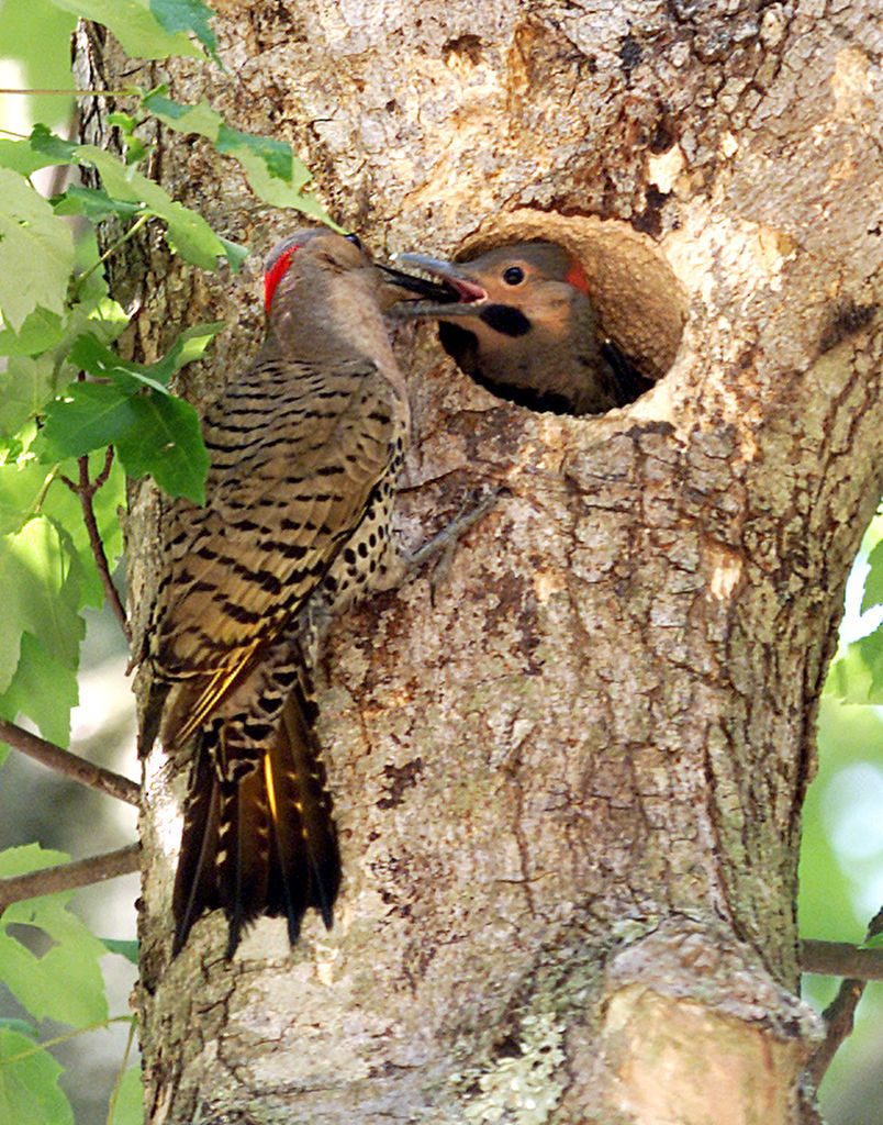 Birds of Southern New Jersey Photo Galleries