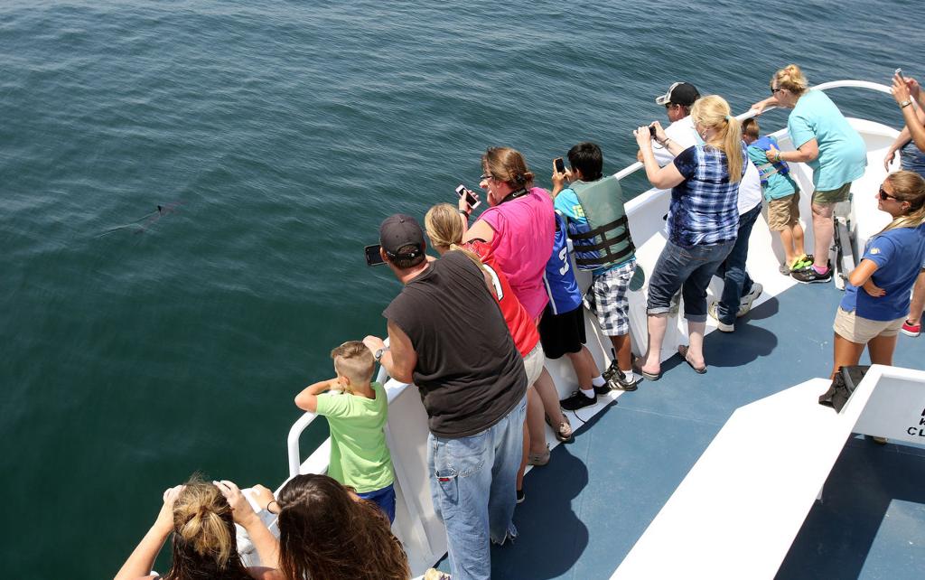 Whale Watch In Cape May Worth The Trip Even Without The Whale