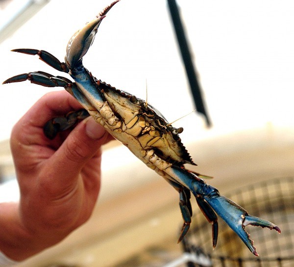 1.2 million crabbing trips are taken every year in New Jersey, study finds