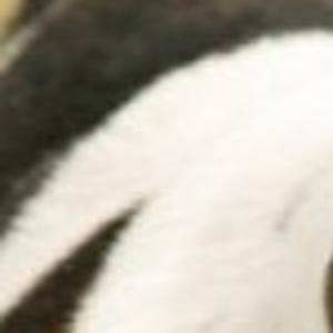 Pets Ranking Dog Breeds By Intelligence Not Always Fair