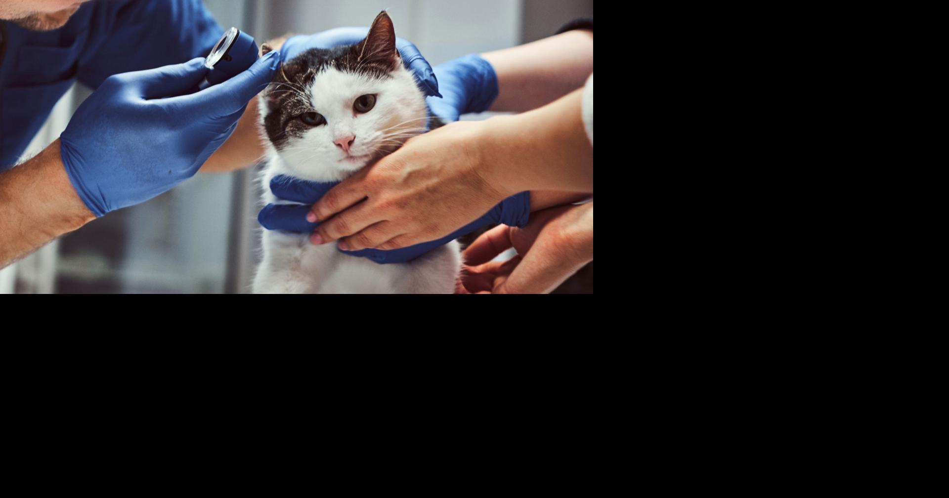 Judge dismisses Vineland lawsuit against animal nonprofit