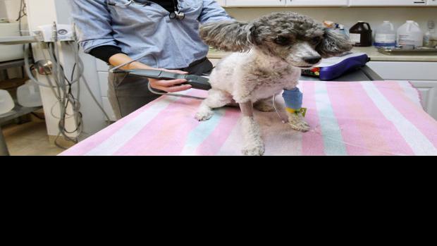Parkway Vets Offer Pets State Of Art Medical Care Business