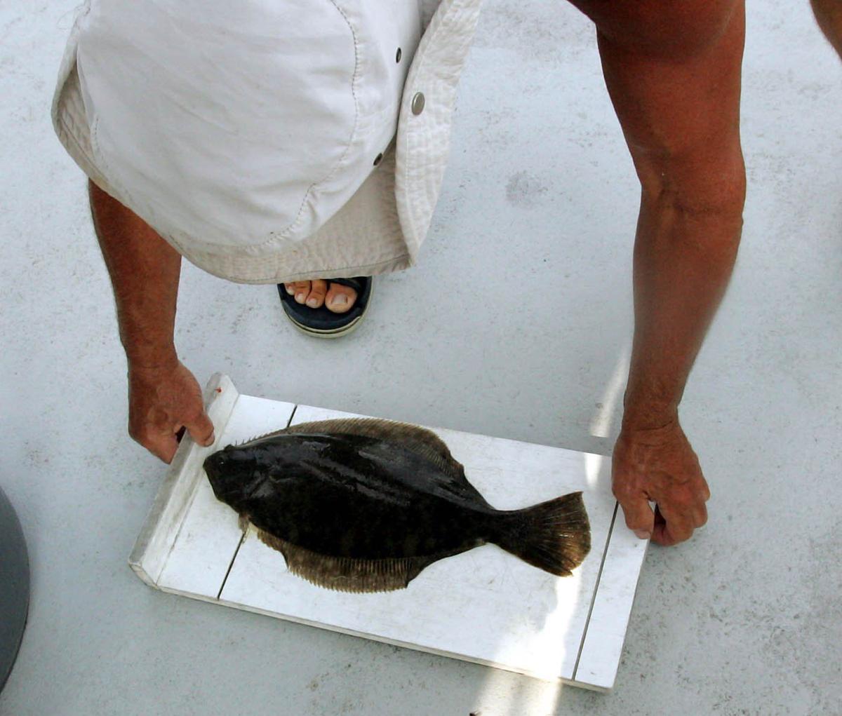 Flounder length and bag limits set for the season News