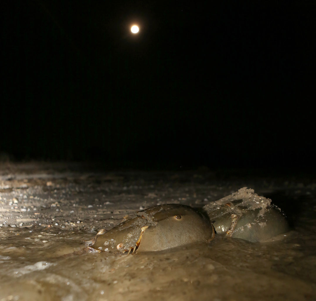 Horseshoe Crabs