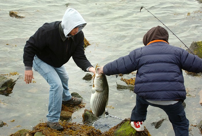 fish advisories