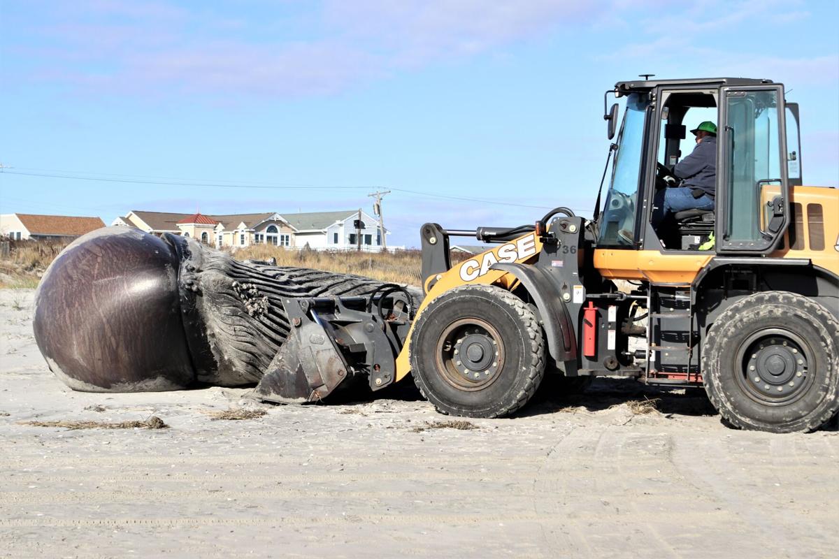 dead whale washes up