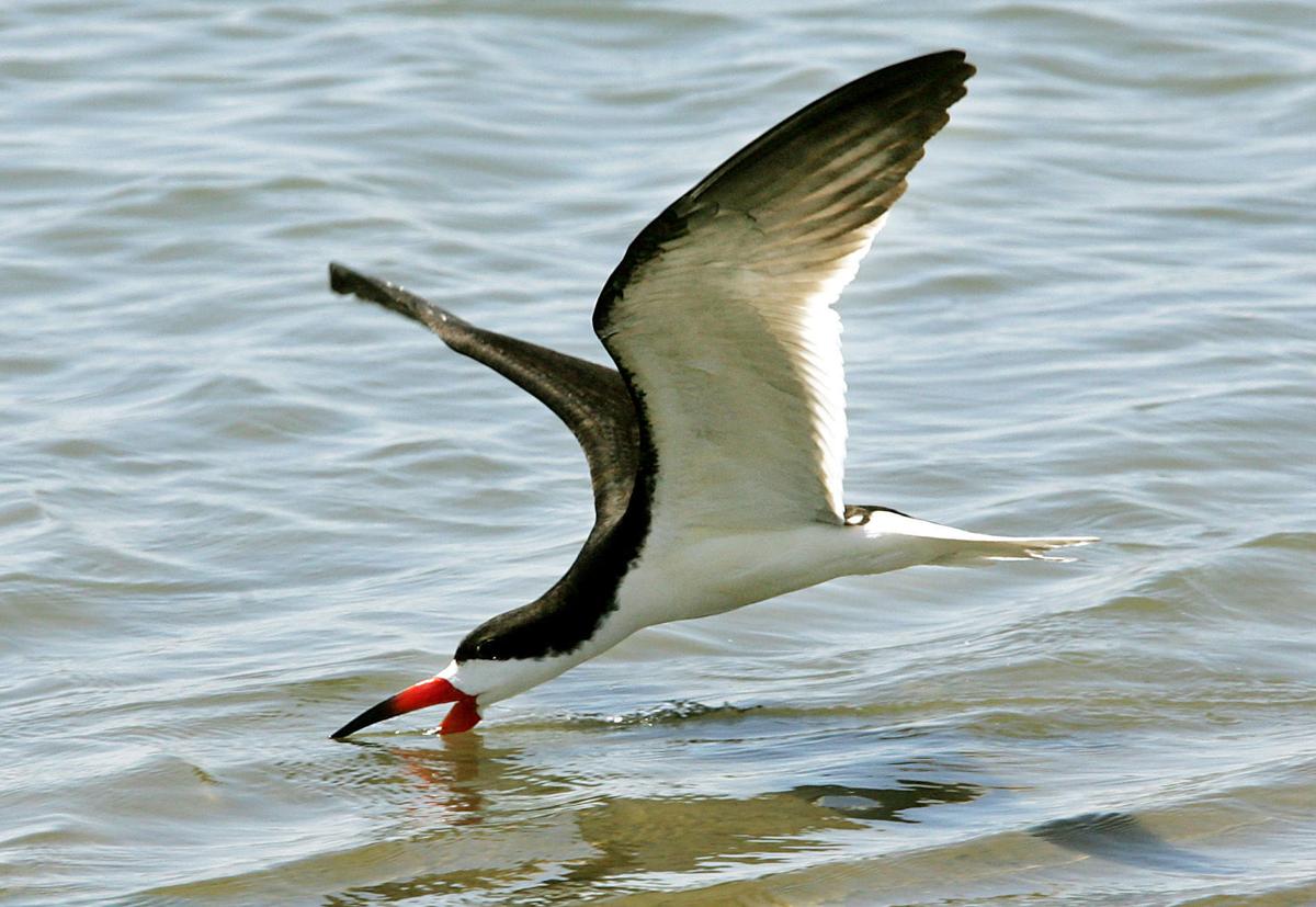 Endangered birds of New Jersey