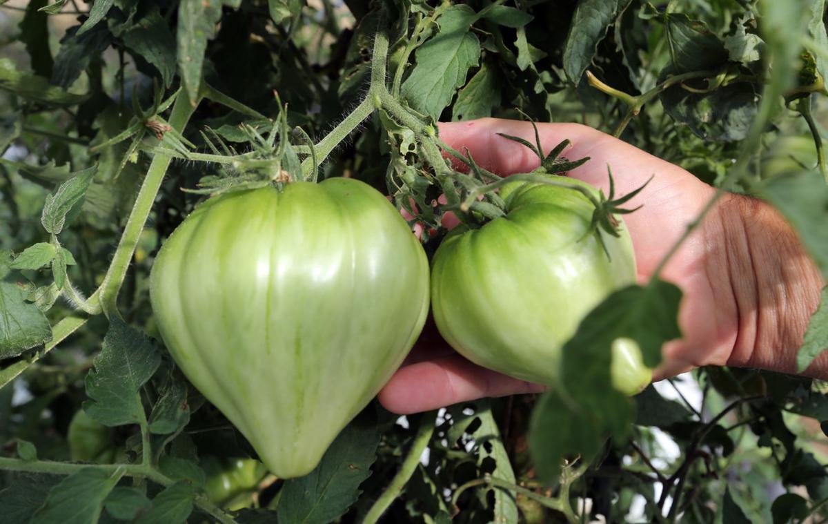 Harsher climate a challenge to New Jersey tomato farmers. Here's how they're adapting Local