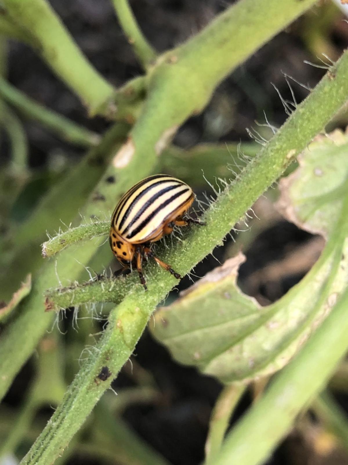 Potato Beetles Can Be Very Difficult To Control Cultivating Thoughts Brigantine Pressofatlanticcity Com