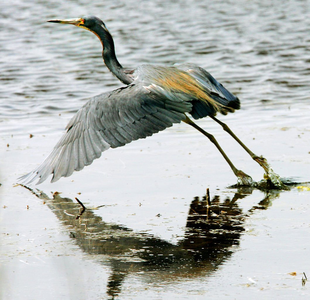 Birds of Southern New Jersey Photo Galleries
